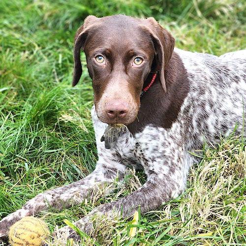 Enlarge Rowan, a Adopted German Shorthaired Pointer in Menlo Park, CA image 3/3