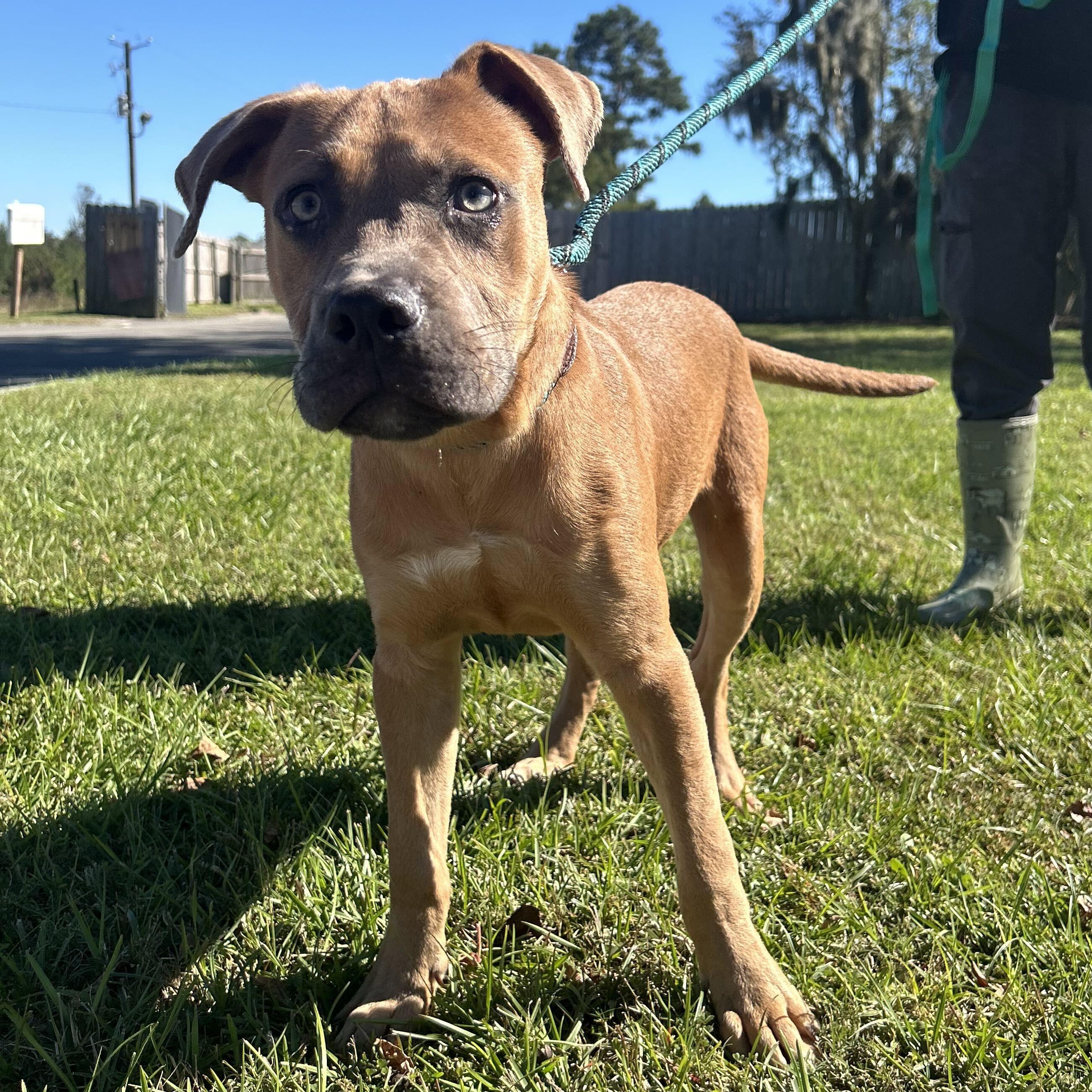 Enlarge Scrappy Doo, a Adoptable mixed breed in Valdosta, GA image 4/5