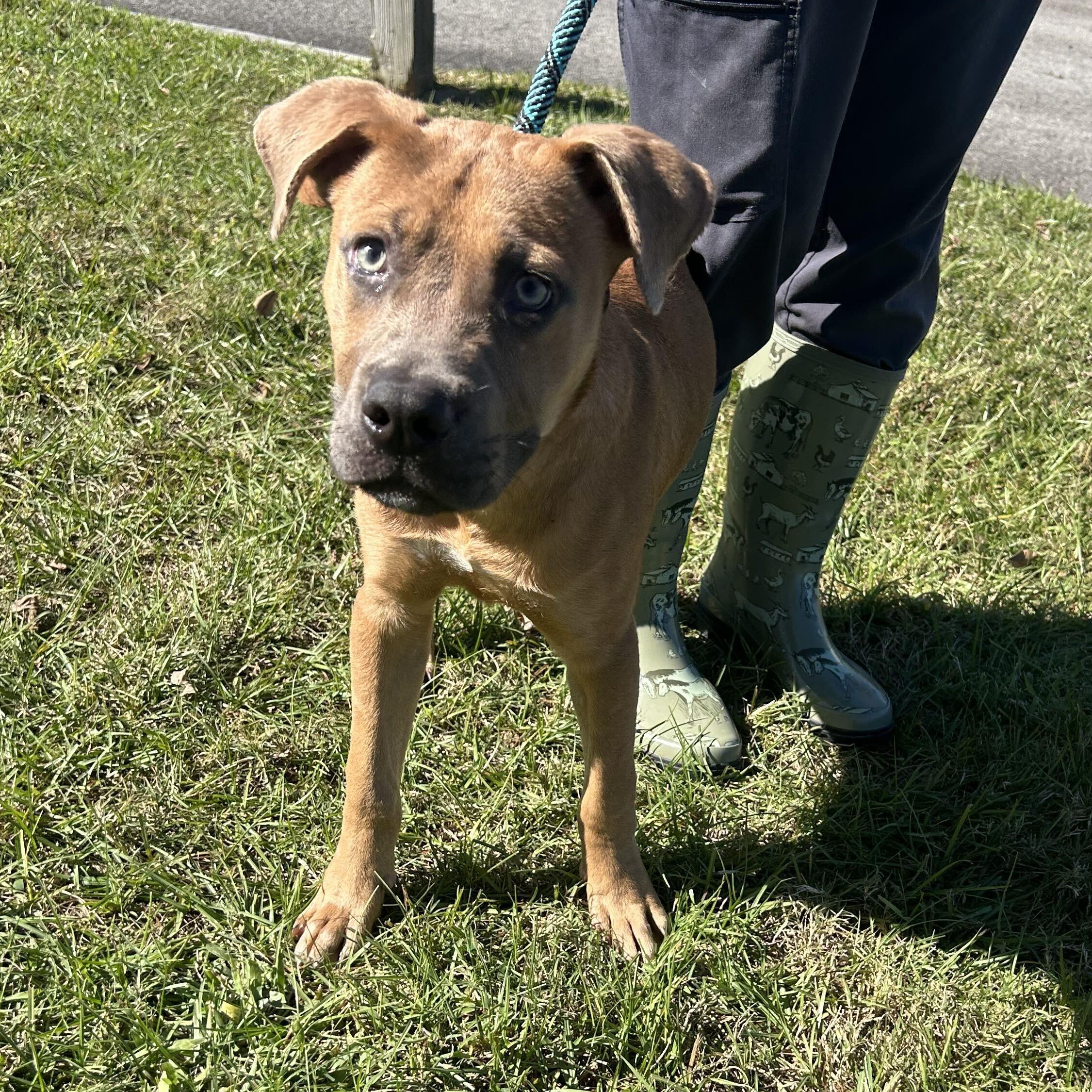 Enlarge Scrappy Doo, a Adoptable mixed breed in Valdosta, GA image 3/5