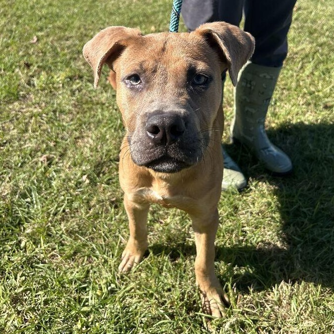 Enlarge Scrappy Doo, a Adoptable mixed breed in Valdosta, GA image 2/5