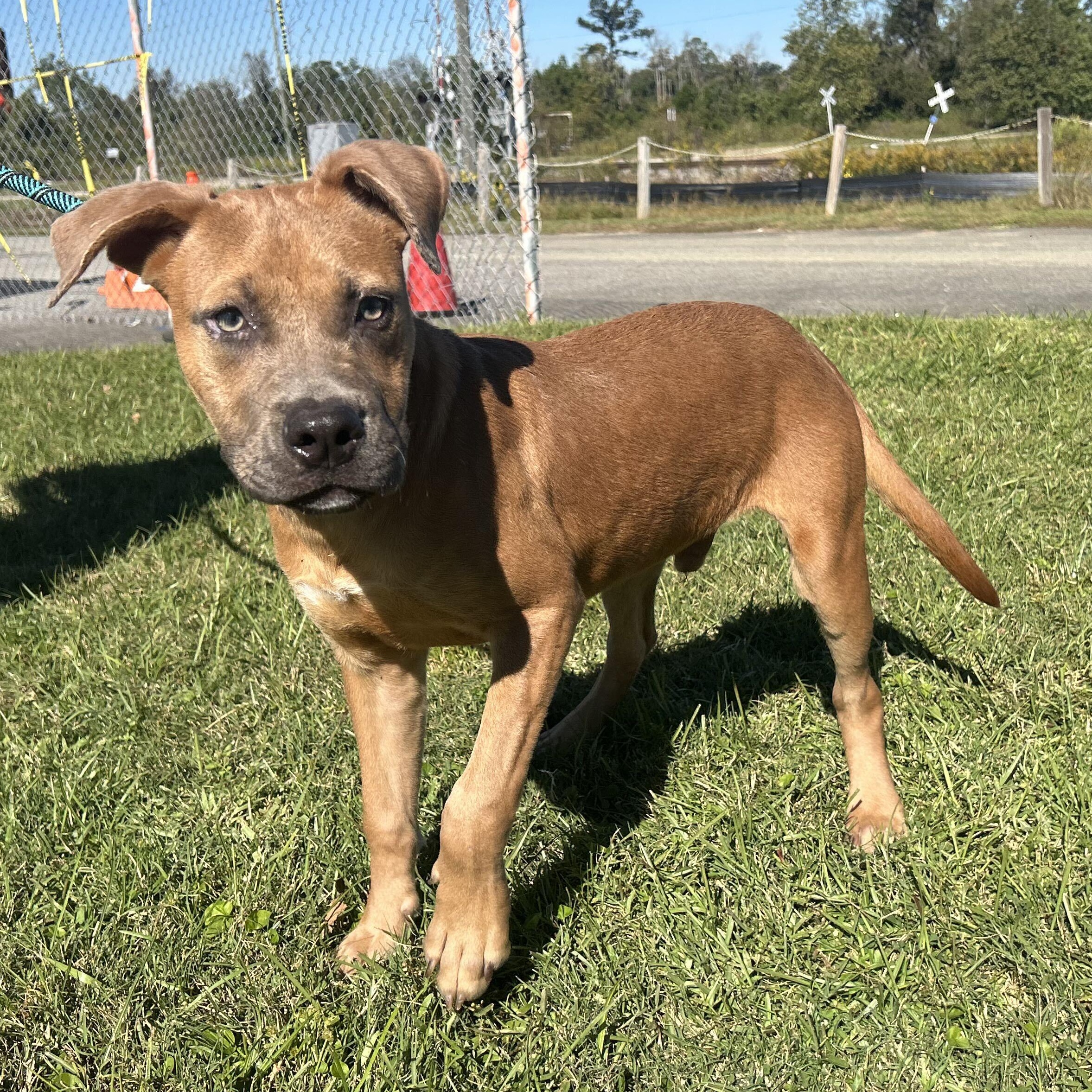 Enlarge Scrappy Doo, a Adoptable mixed breed in Valdosta, GA image 1/5