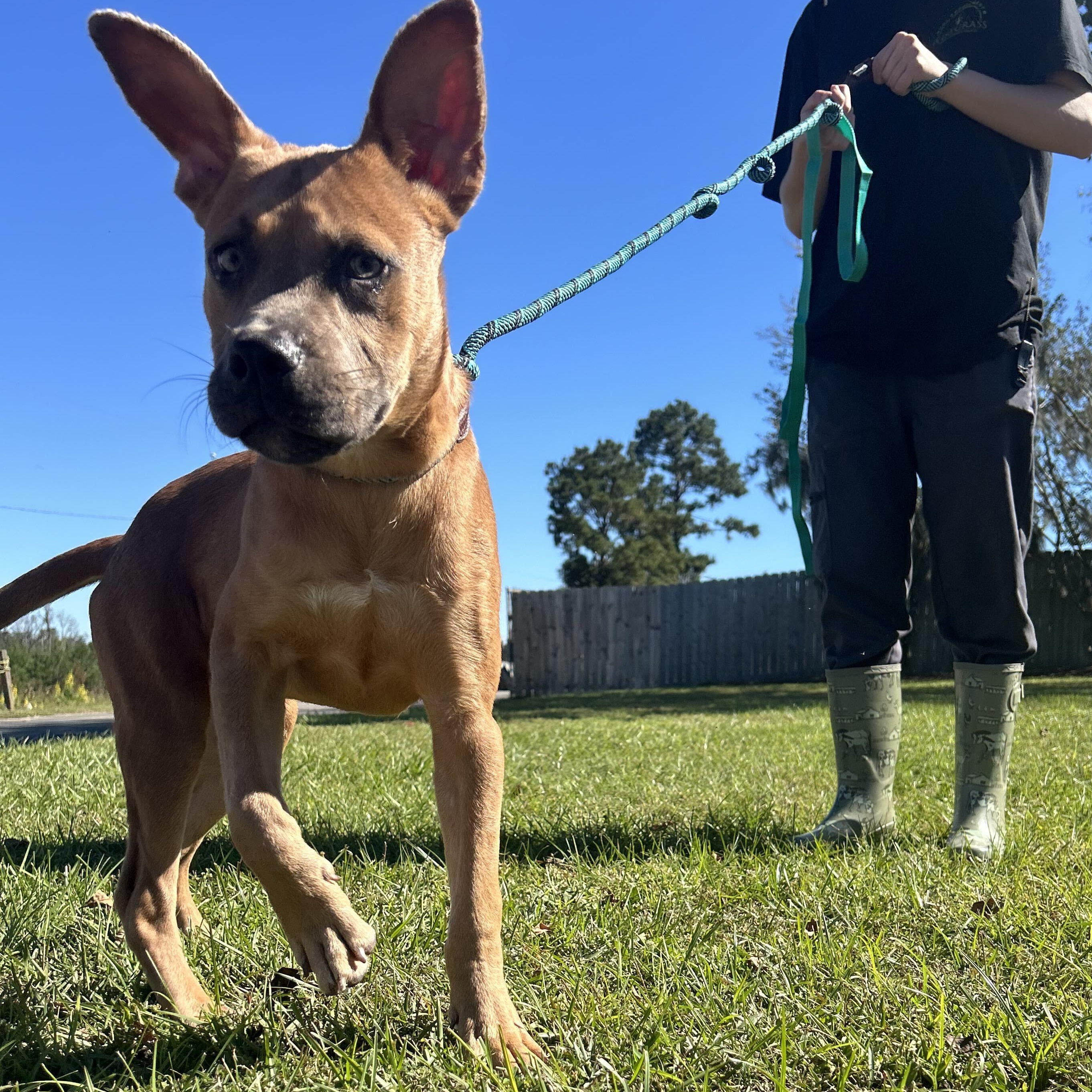 Enlarge Scrappy Doo, a Adoptable mixed breed in Valdosta, GA image 5/5