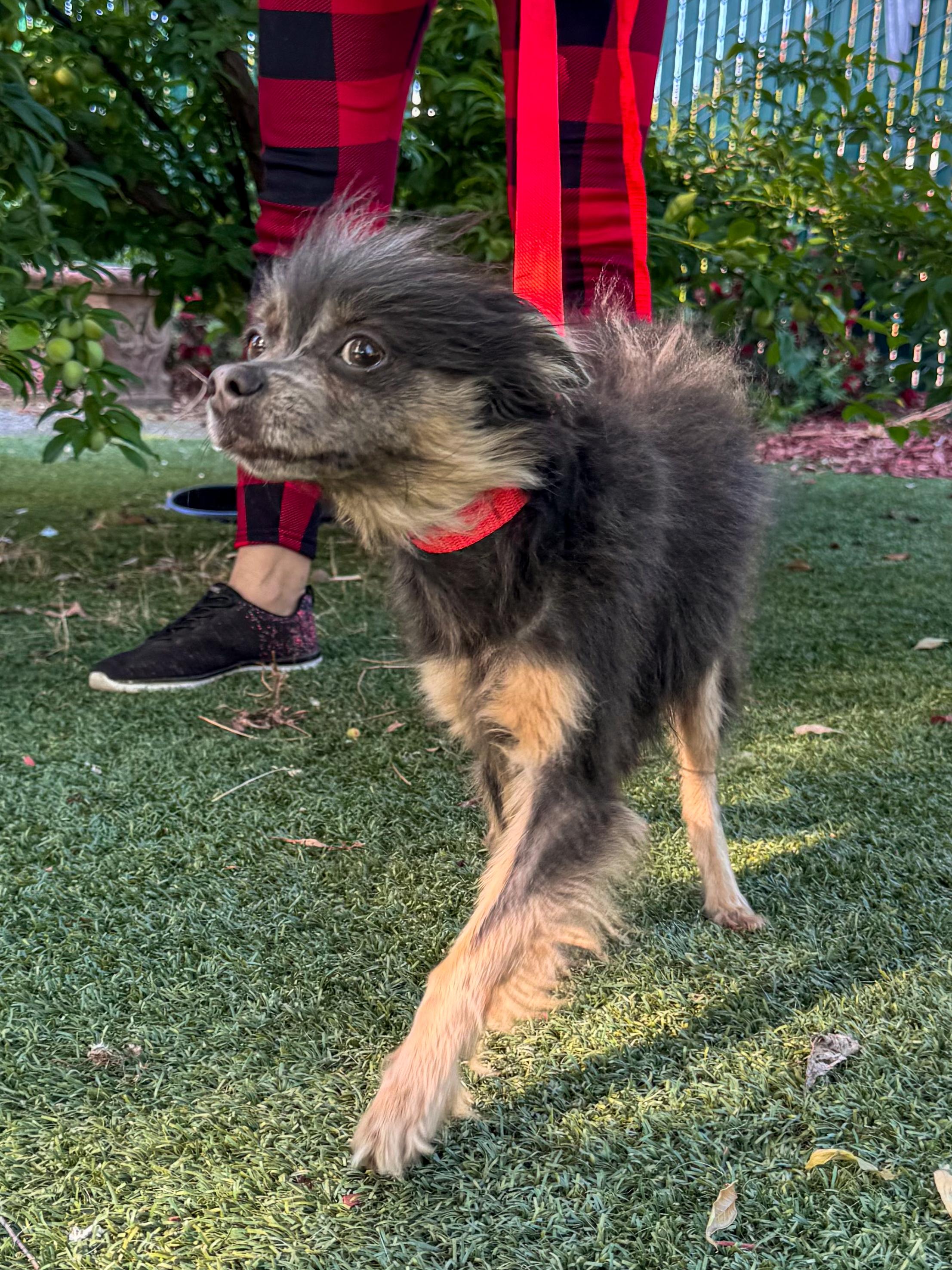 LUNA , a Adoptable mixed breed in Fresno, CA image 4/5