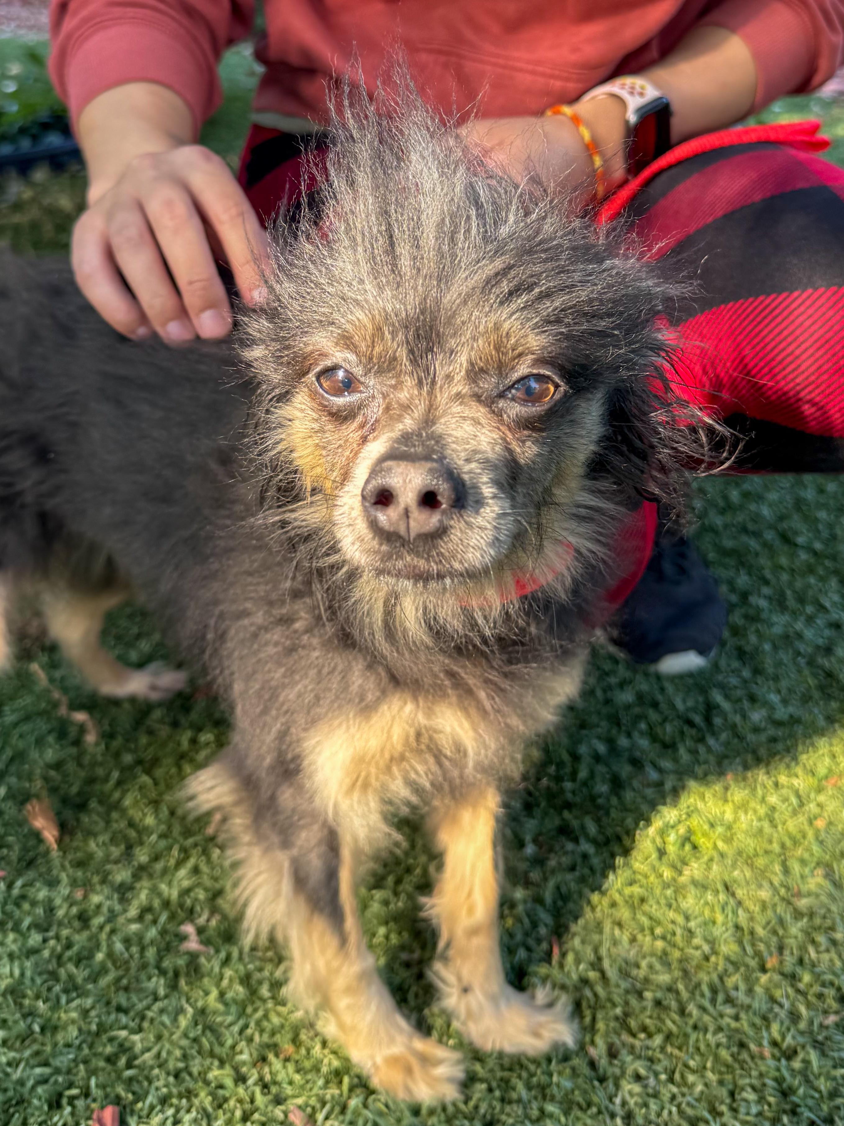 LUNA , Adoptable, Adult Female Chinese Crested Dog.