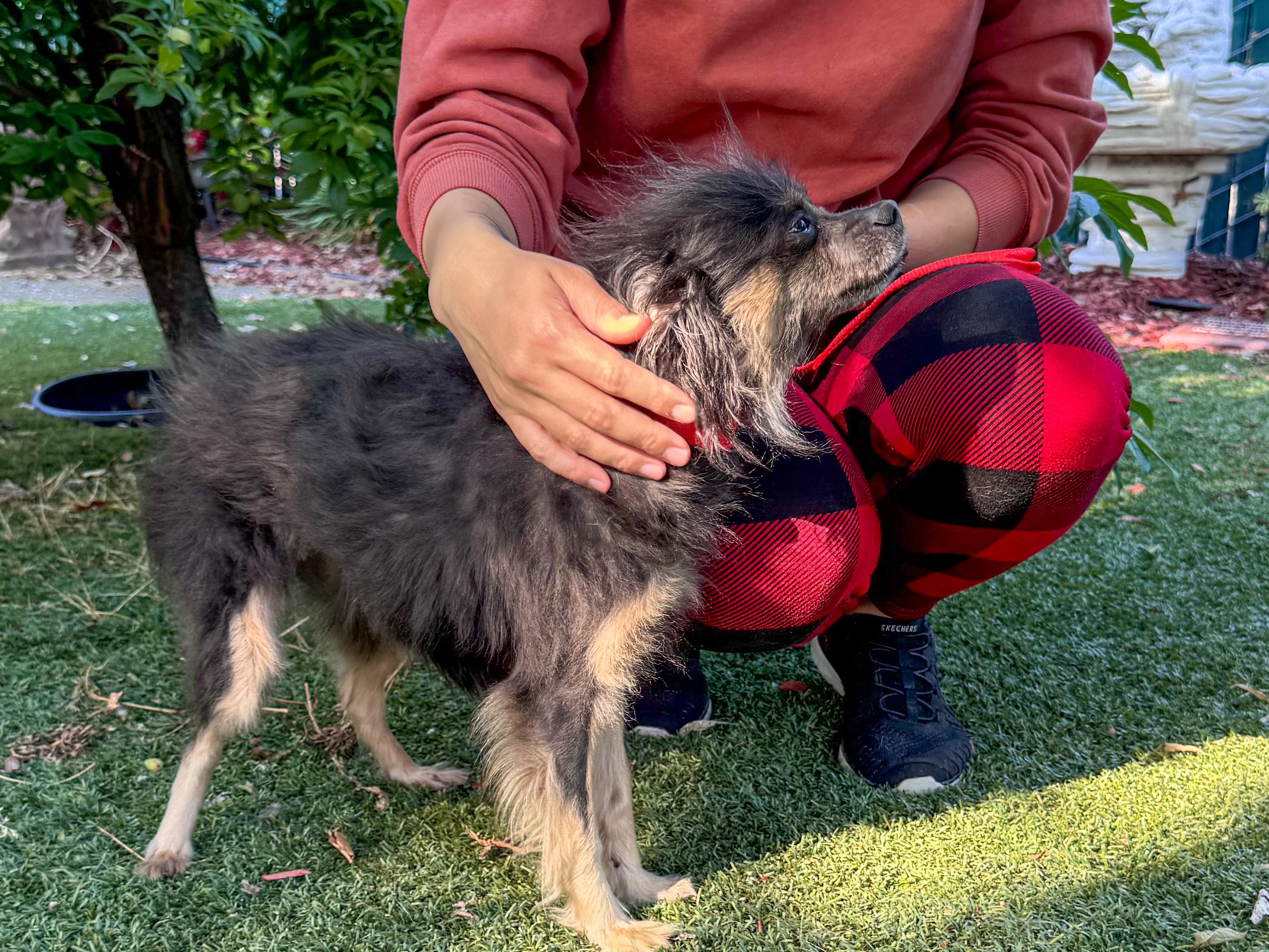 LUNA , a Adoptable mixed breed in Fresno, CA image 2/5