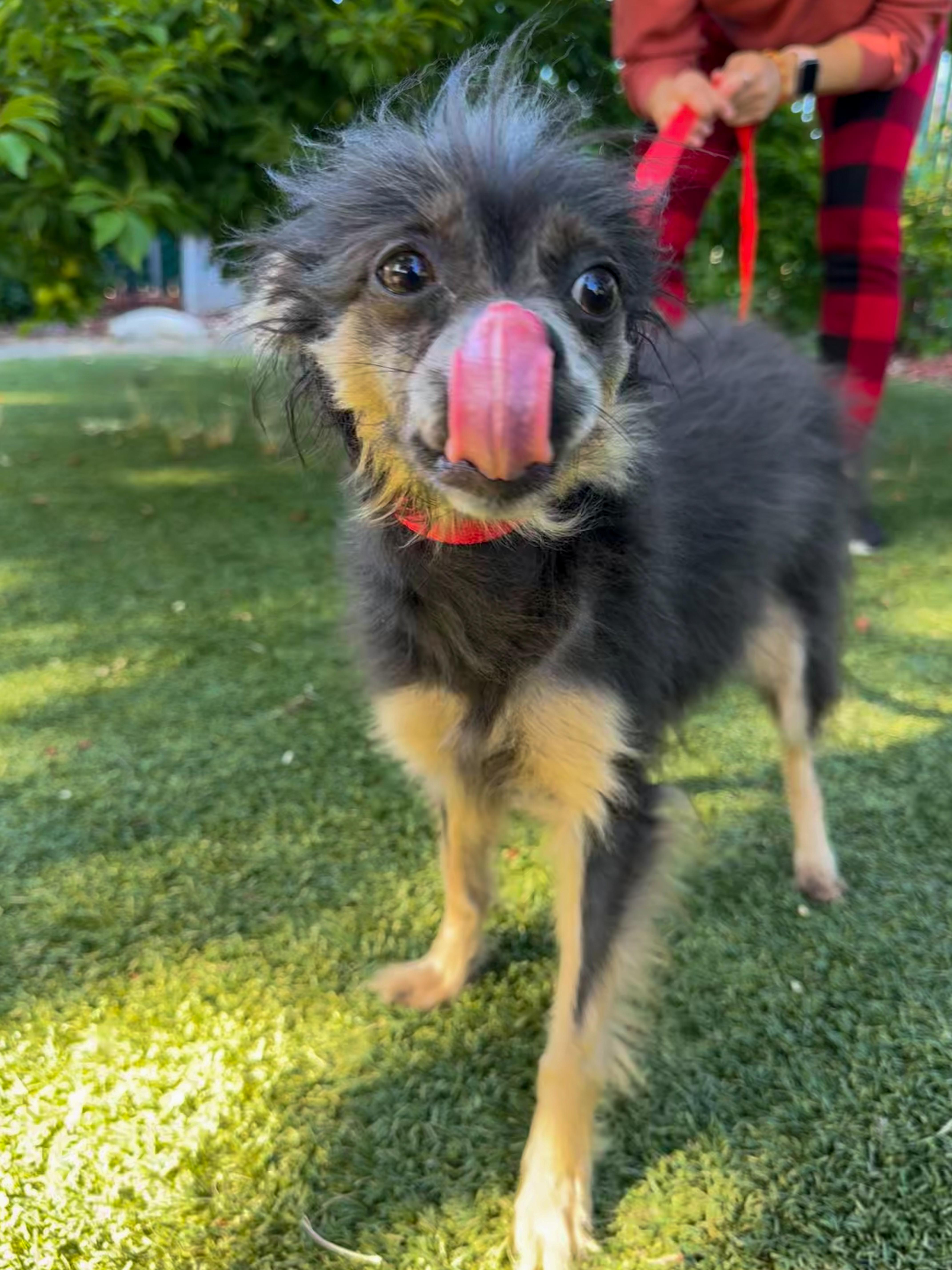 LUNA , a Adoptable mixed breed in Fresno, CA image 3/5