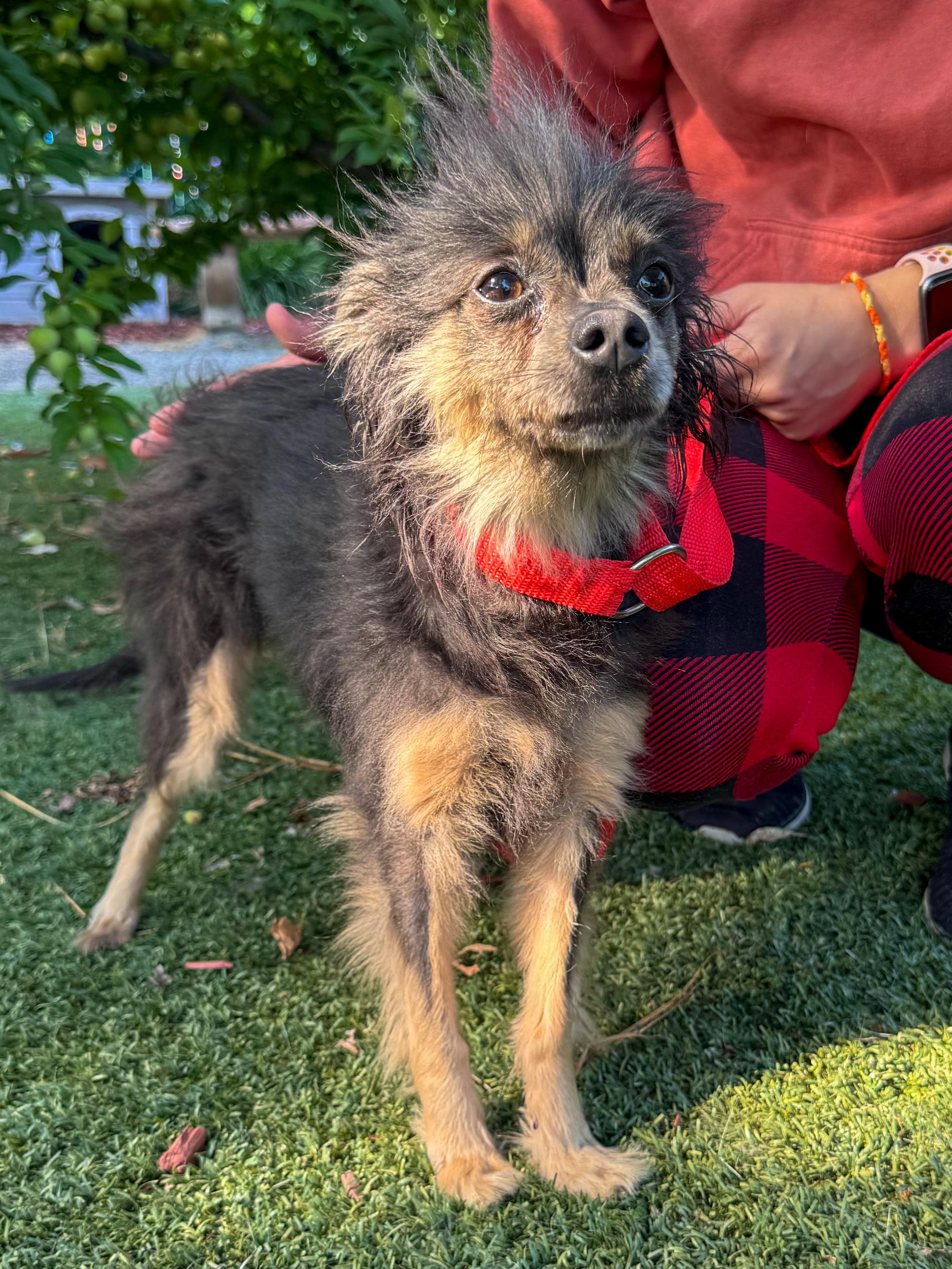 LUNA , a Adoptable mixed breed in Fresno, CA image 5/5