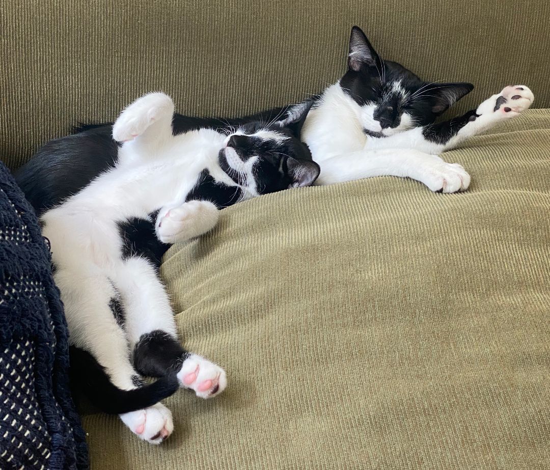 Adopted! Button, a Adoptable Domestic Medium Hair in Bowie, MD image 1/4