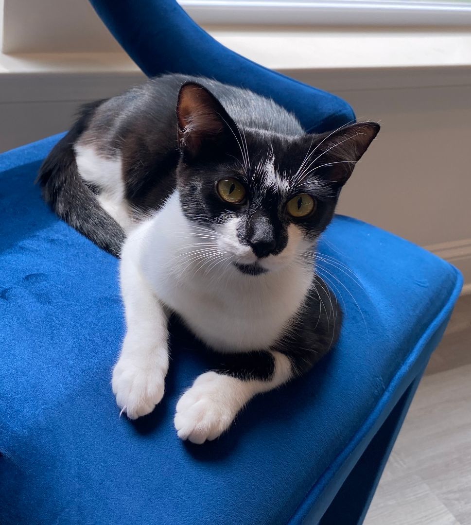 Adopted! Button, a Adoptable Domestic Medium Hair in Bowie, MD image 2/4