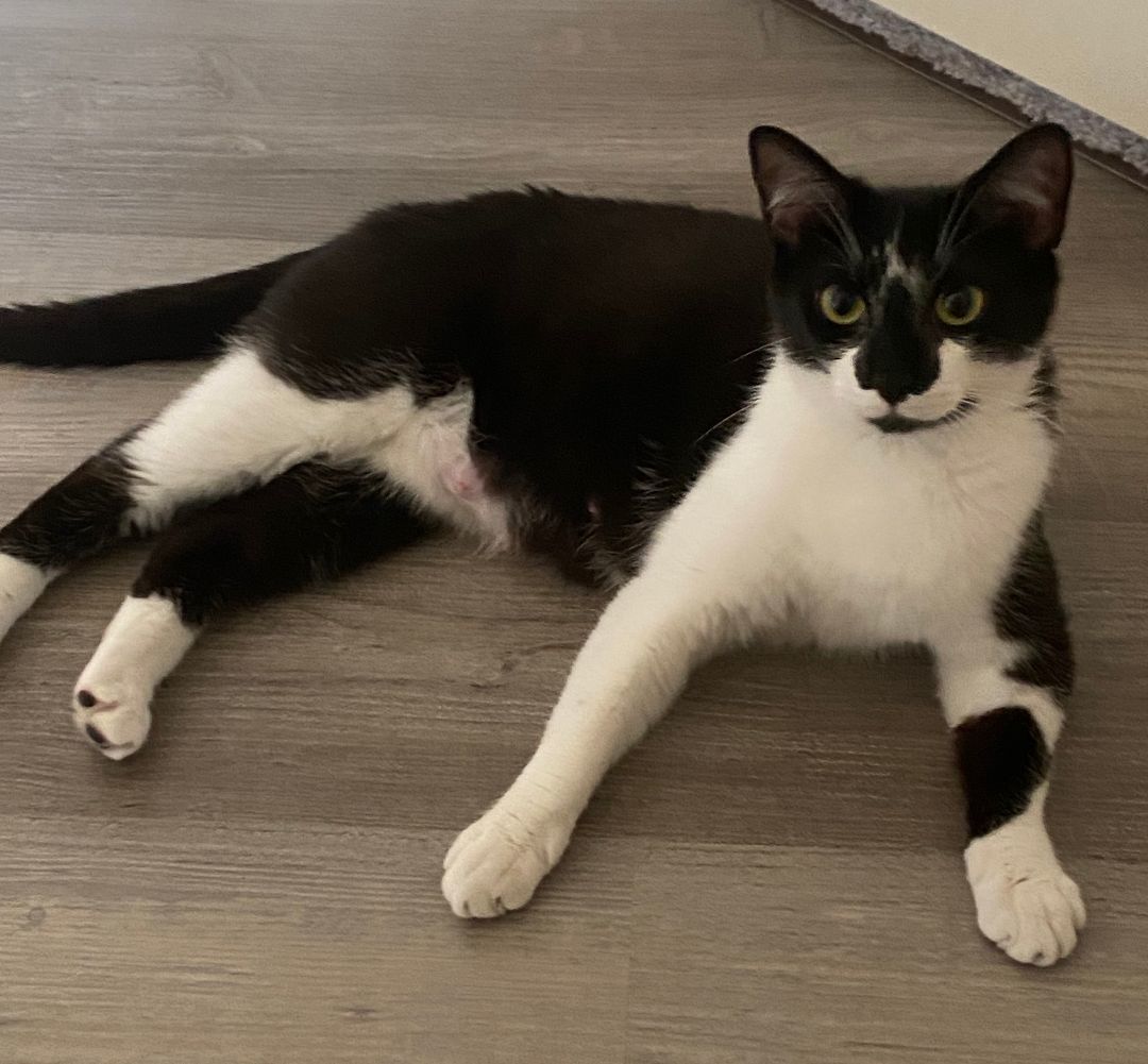 Adopted! Button, a Adoptable Domestic Medium Hair in Bowie, MD image 3/4