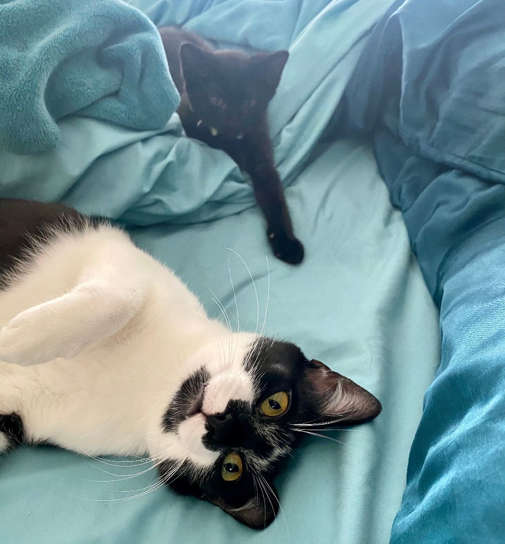 Adopted! Button, a Adoptable Domestic Medium Hair in Bowie, MD image 4/4