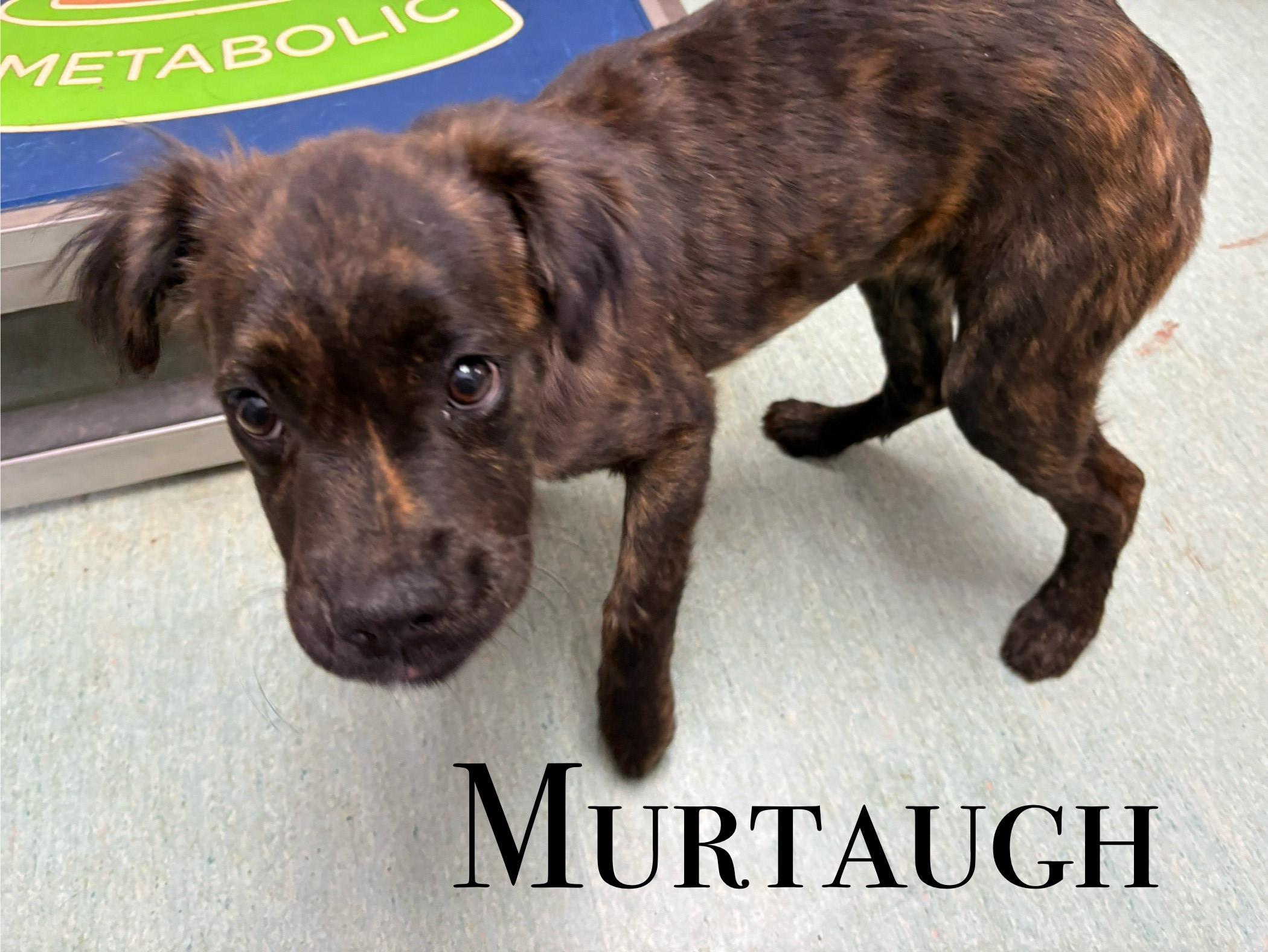 Murtaugh