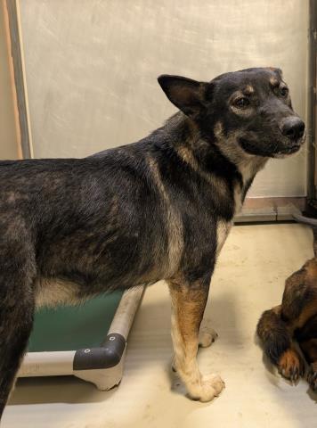 Sugar Snaps -- URGENT!!! OUT OF TIME!!!