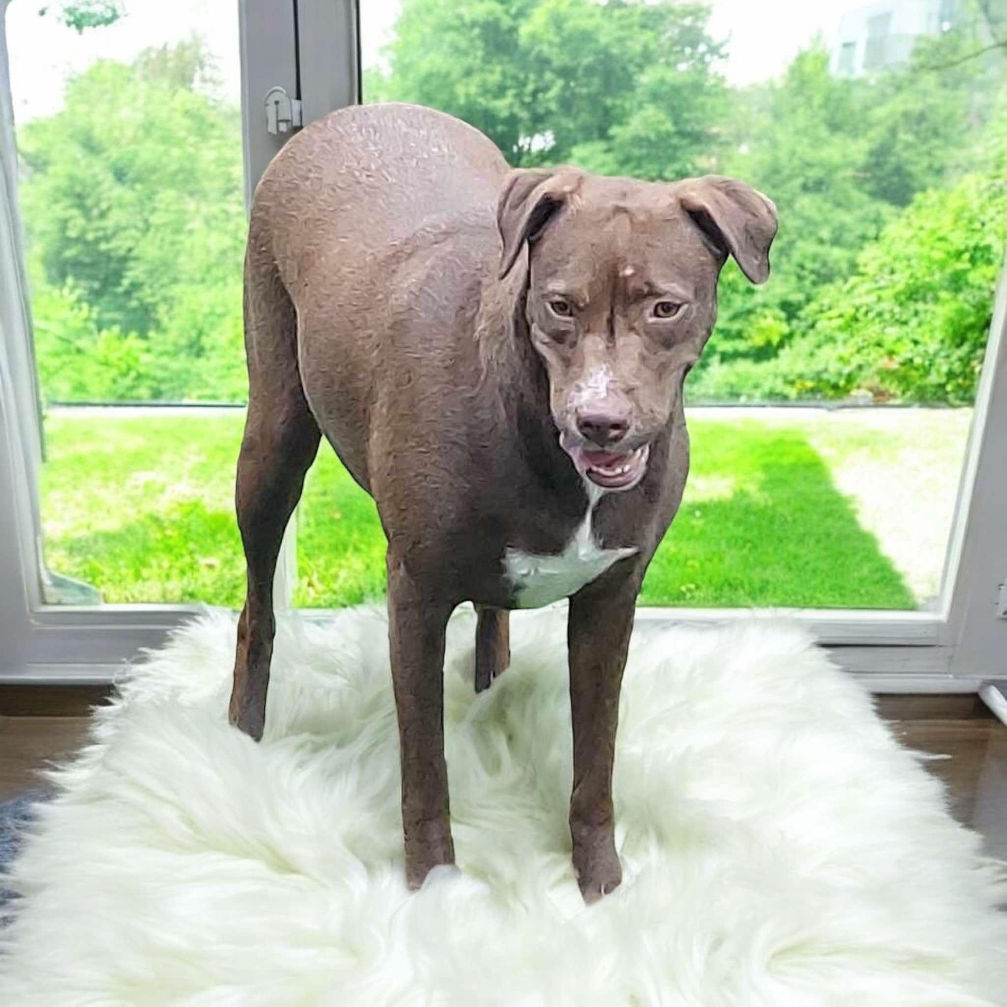 Winter, Adult Female Pit Bull Terrier