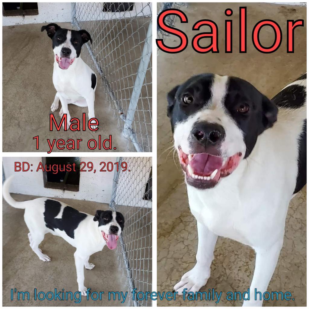 Sailor, a Adoptable Mixed Breed in Boaz, AL image 2/2