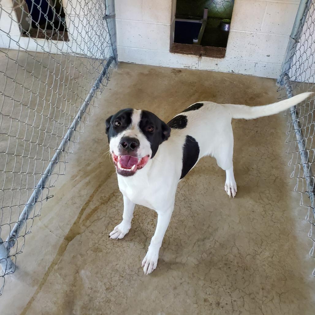 Sailor, a Adoptable Mixed Breed in Boaz, AL image 1/2