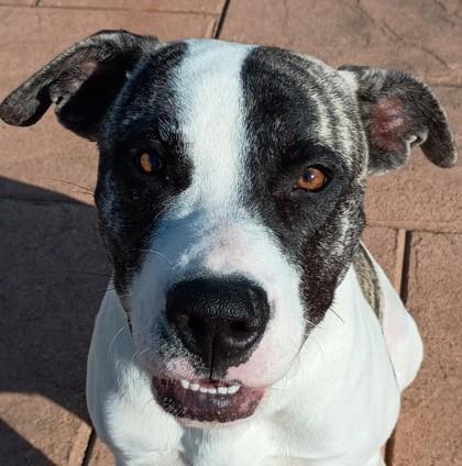 Orion, Adoptable, Adult Male Terrier & Mixed Breed.