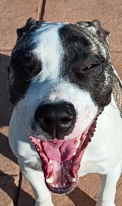 Orion, Adoptable, Adult Male Terrier & Mixed Breed.