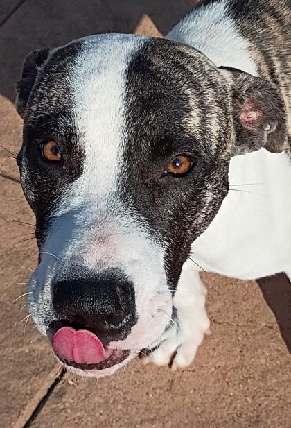 Enlarge Orion, a Adoptable mixed breed in Shreveport, LA image 3/3