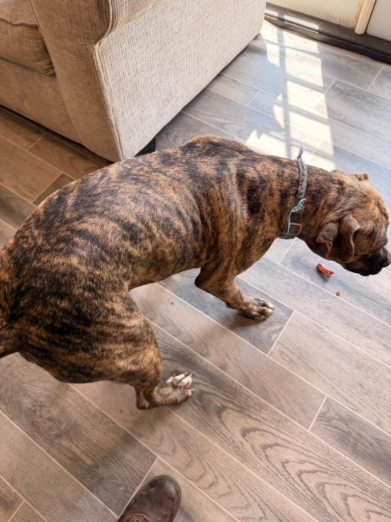 Arlo, Adoptable, Adult Male American Bulldog.
