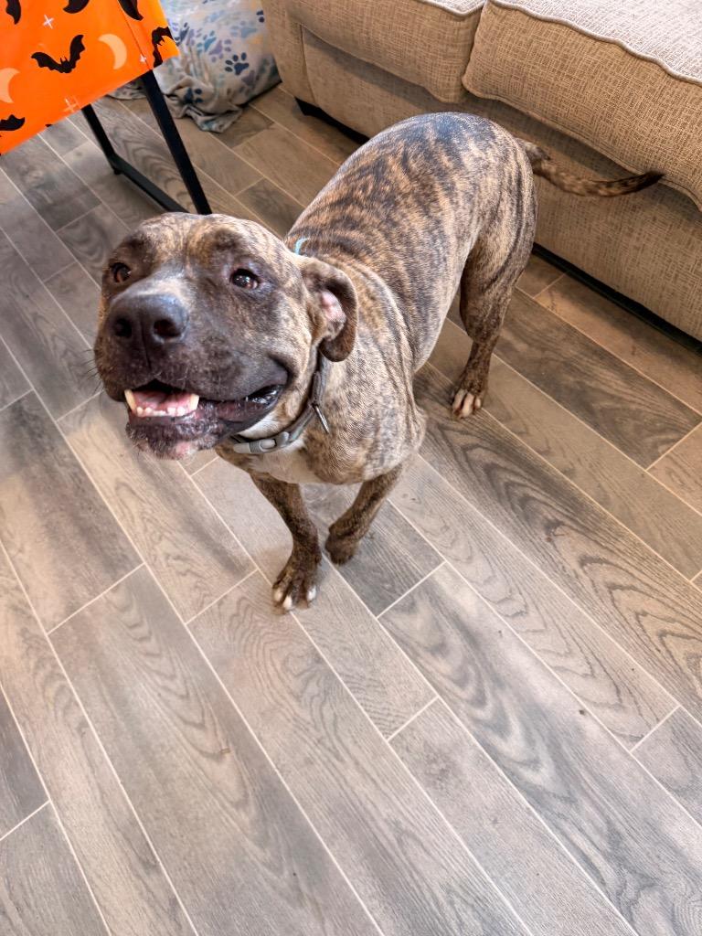 Enlarge Arlo, a Adoptable American Bulldog in Nashville, GA image 2/6