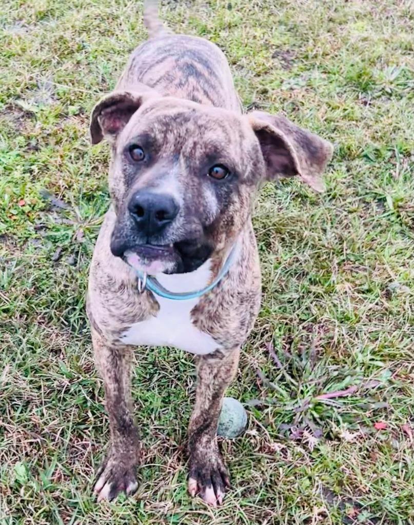 Enlarge Arlo, a Adoptable American Bulldog in Nashville, GA image 3/6