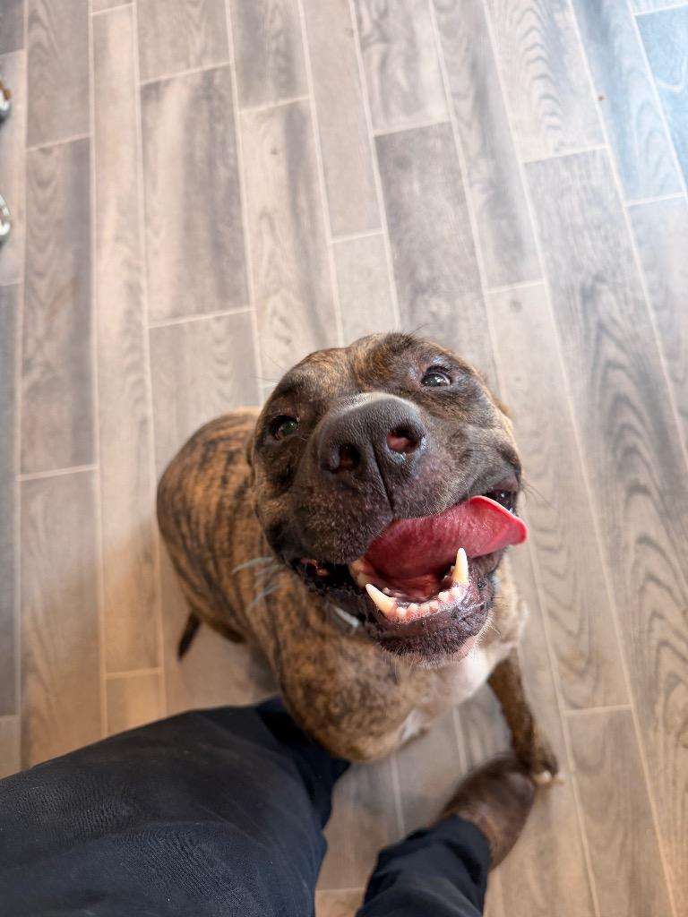 Enlarge Arlo, a Adoptable American Bulldog in Nashville, GA image 4/6