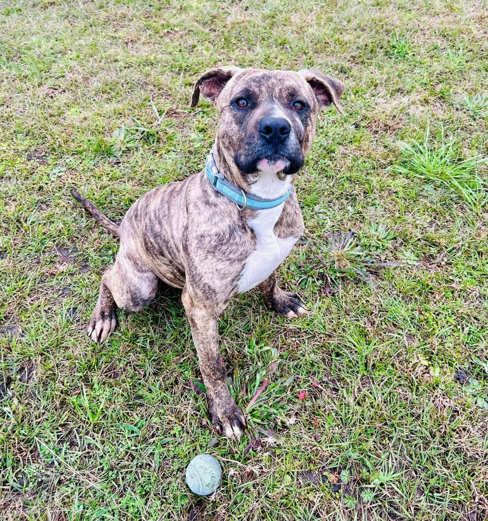 Enlarge Arlo, a Adoptable American Bulldog in Nashville, GA image 5/6