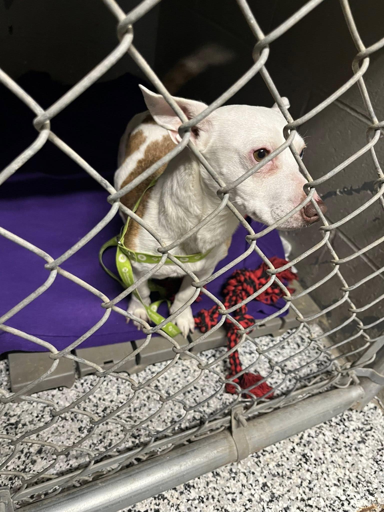 Waylon, ADOPTABLE, Adult Male Chihuahua & Dachshund.