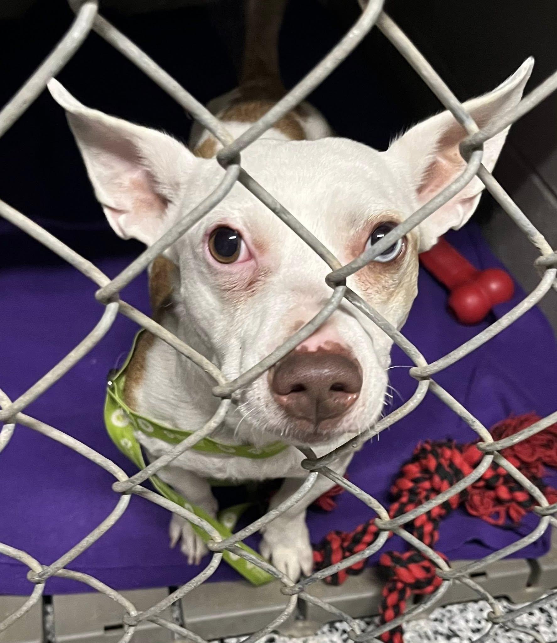 Enlarge Waylon, a ADOPTABLE mixed breed in Kalkaska, MI image 2/2