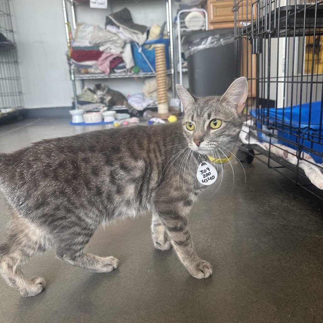 Jillian June, Adoptable, Young Female Domestic Short Hair.