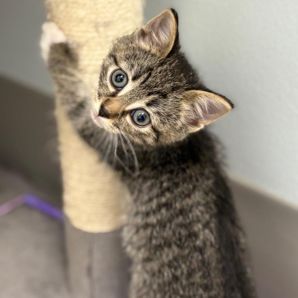 Enlarge Anna, a Adopted Domestic Short Hair in Crookston, MN image 4/4