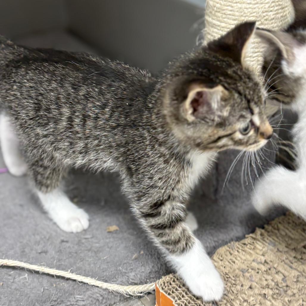 Enlarge Anna, a Adopted Domestic Short Hair in Crookston, MN image 3/4