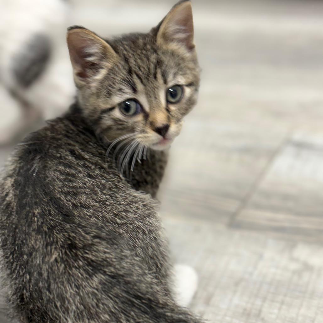 Enlarge Anna, a Adopted Domestic Short Hair in Crookston, MN image 2/4