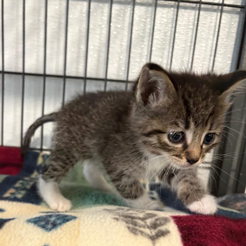 Anna, Adopted, Young Female Domestic Short Hair.