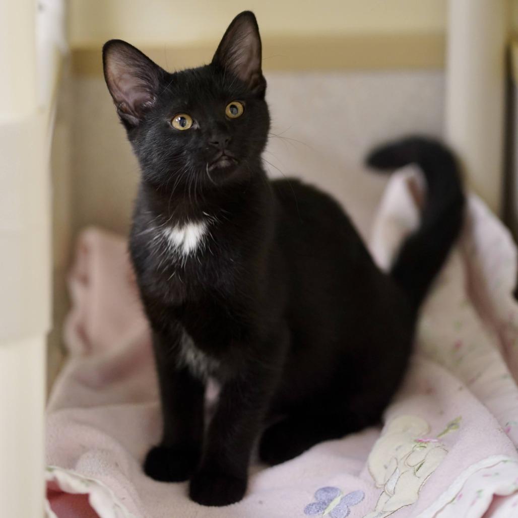 Enlarge Selena, a Adoptable mixed breed in Naperville, IL image 1/3