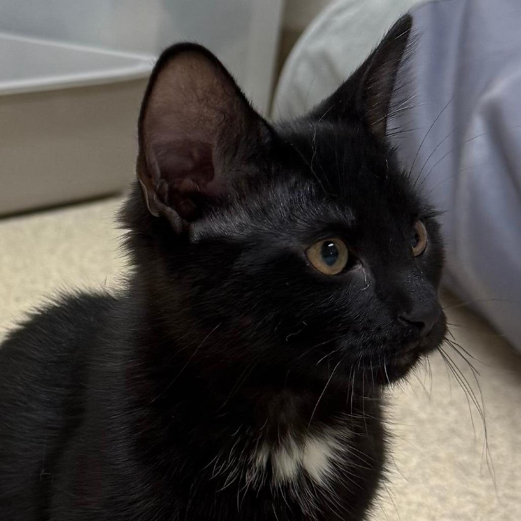 Enlarge Selena, a Adoptable mixed breed in Naperville, IL image 2/3
