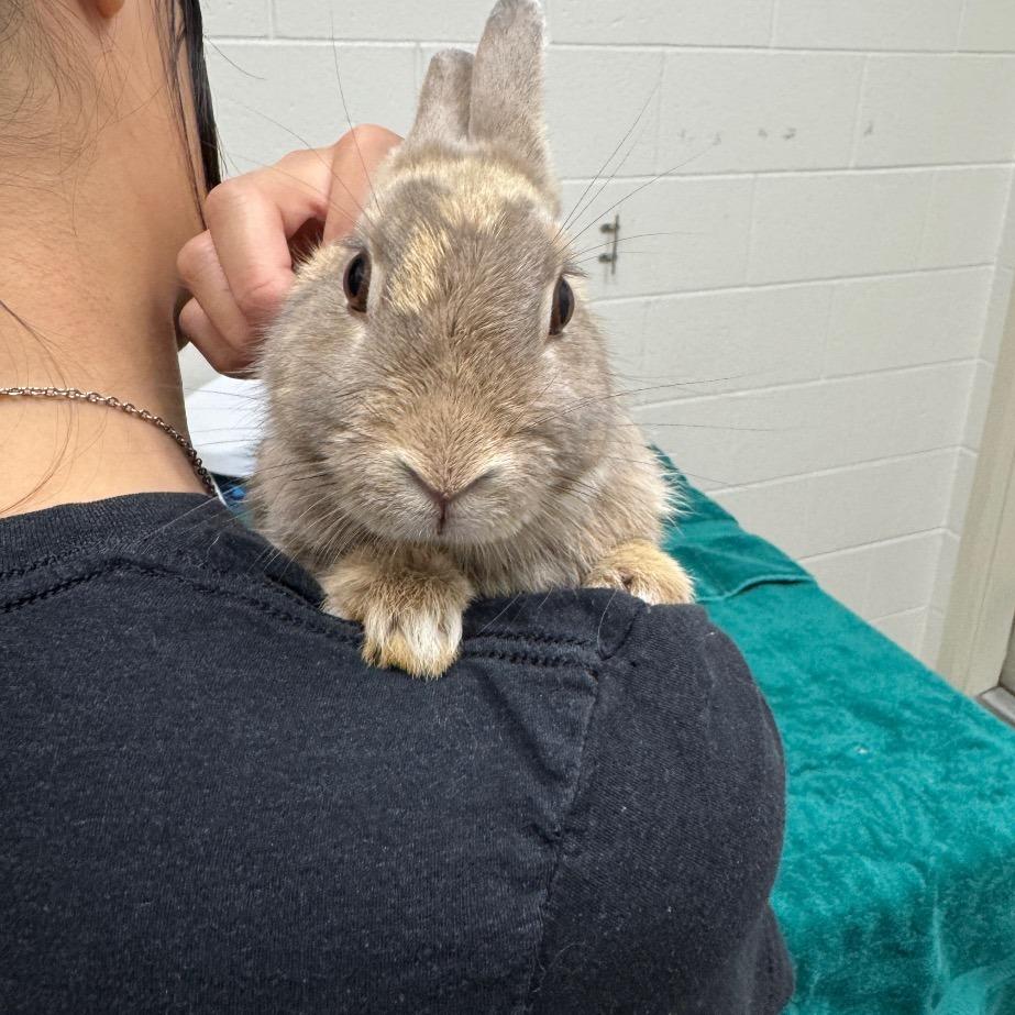 Honey, Adoptable, Young Female Bunny Rabbit.