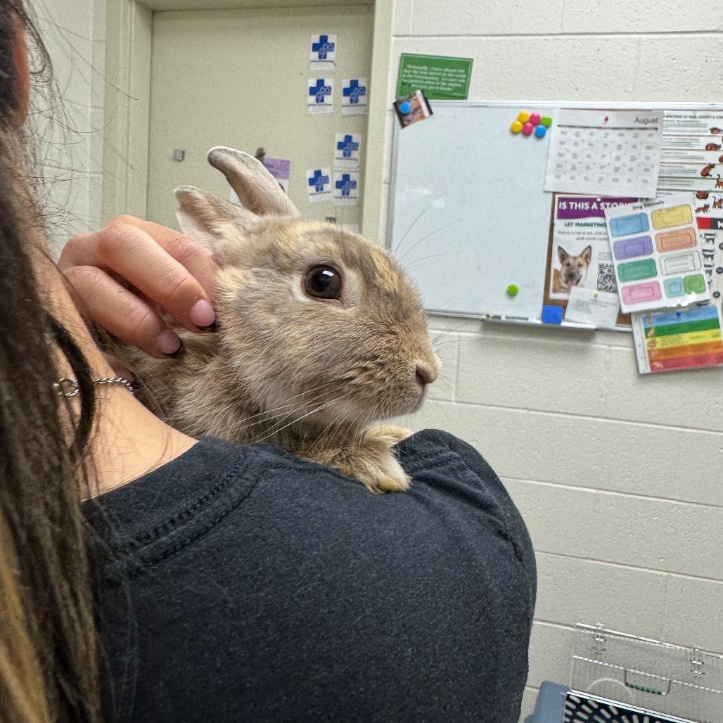Honey, a Adoptable Bunny Rabbit in Murray, UT image 2/2