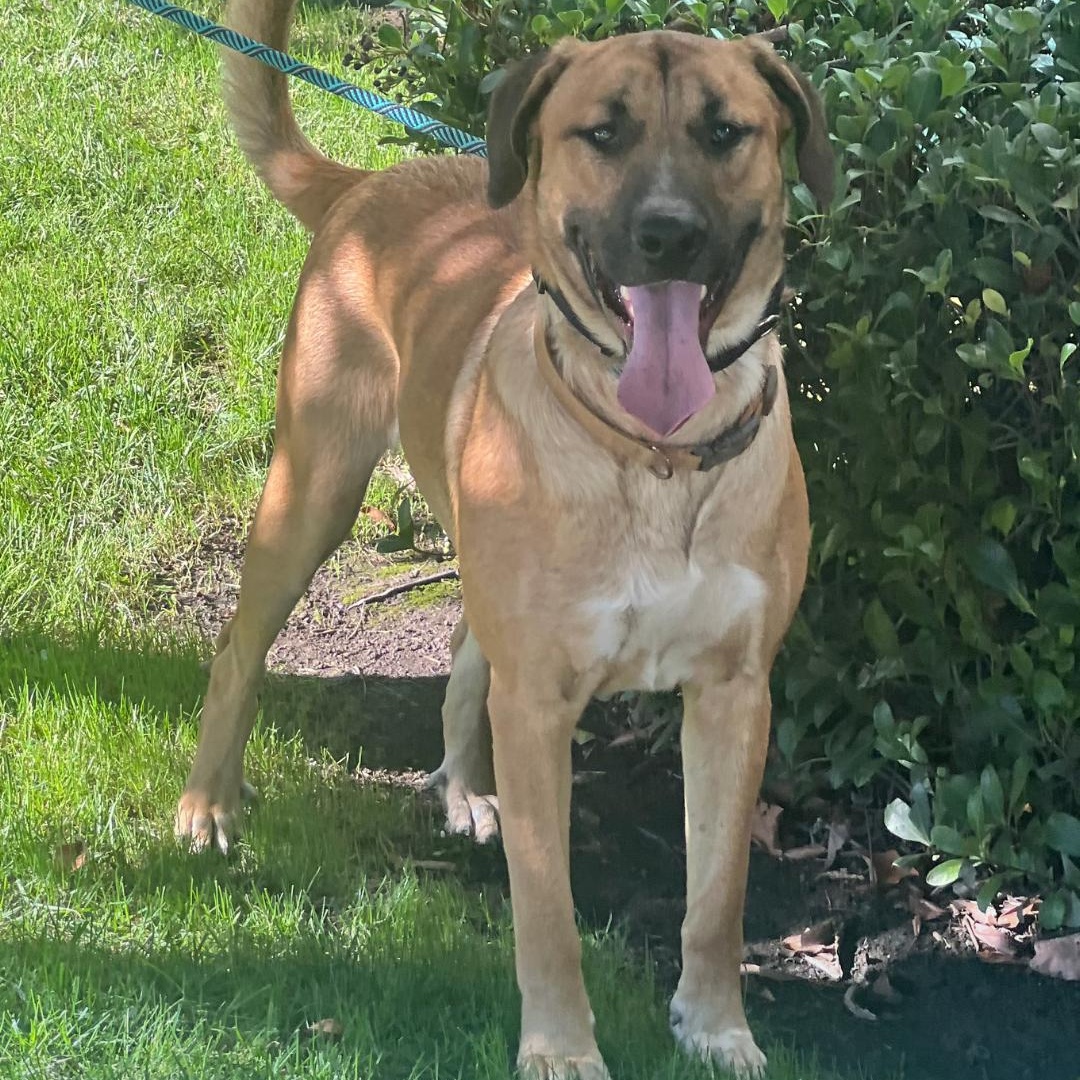 Rex~ floppy ears and ready for fun, Adoptable, Young Male Labrador Retriever & German Shepherd Dog.