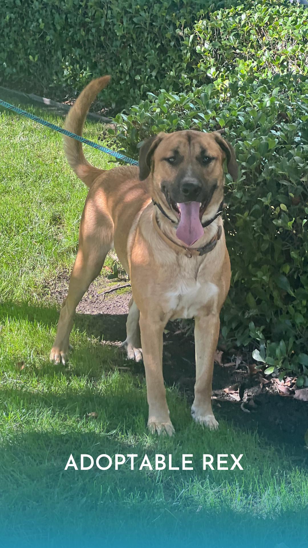 Rex~ floppy ears and ready for fun, a Adoptable mixed breed in Irvine, CA image 1/5