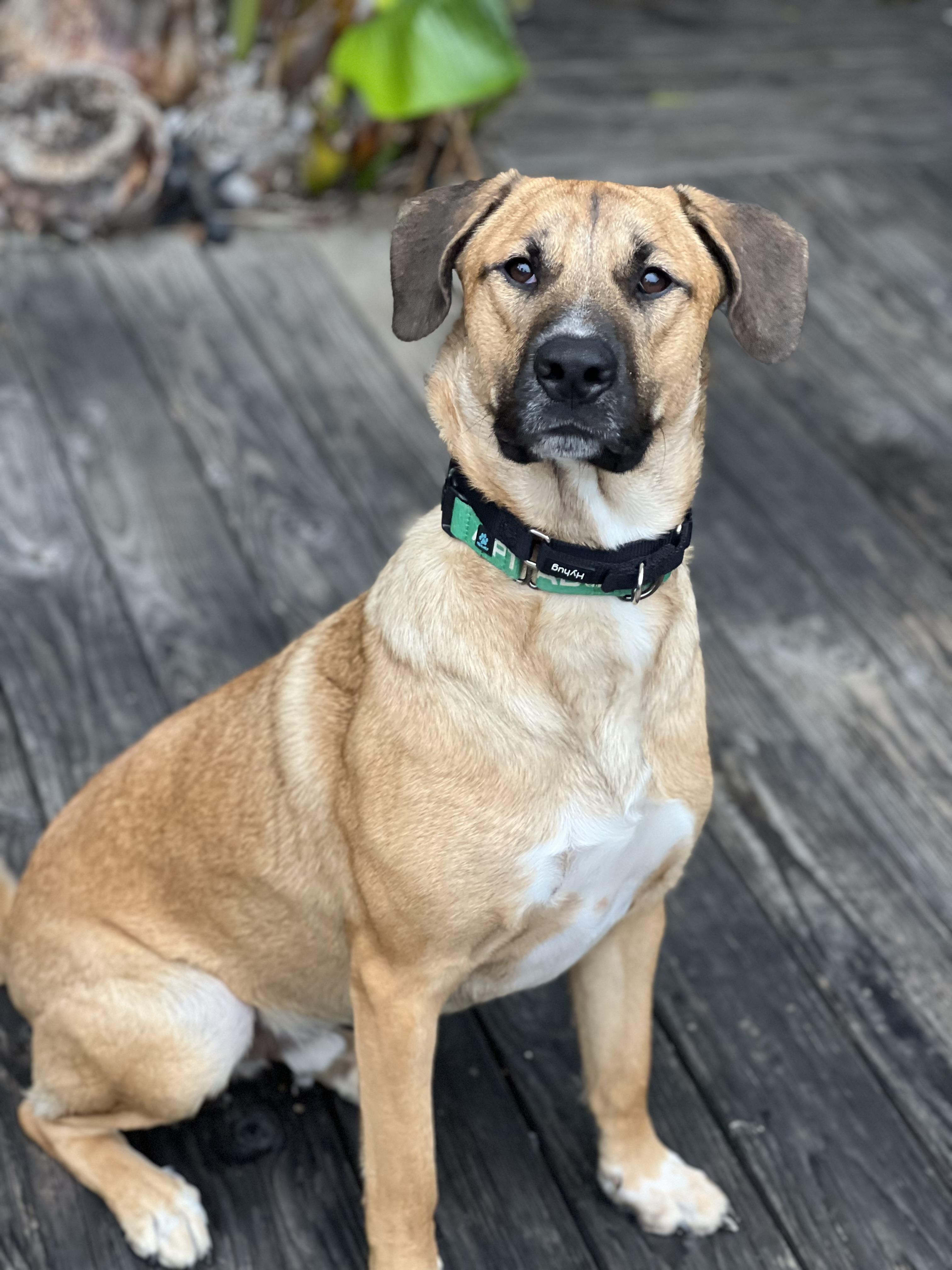 REX~ fun loving adventure pup , Adoptable, Young Male Labrador Retriever & German Shepherd Dog.