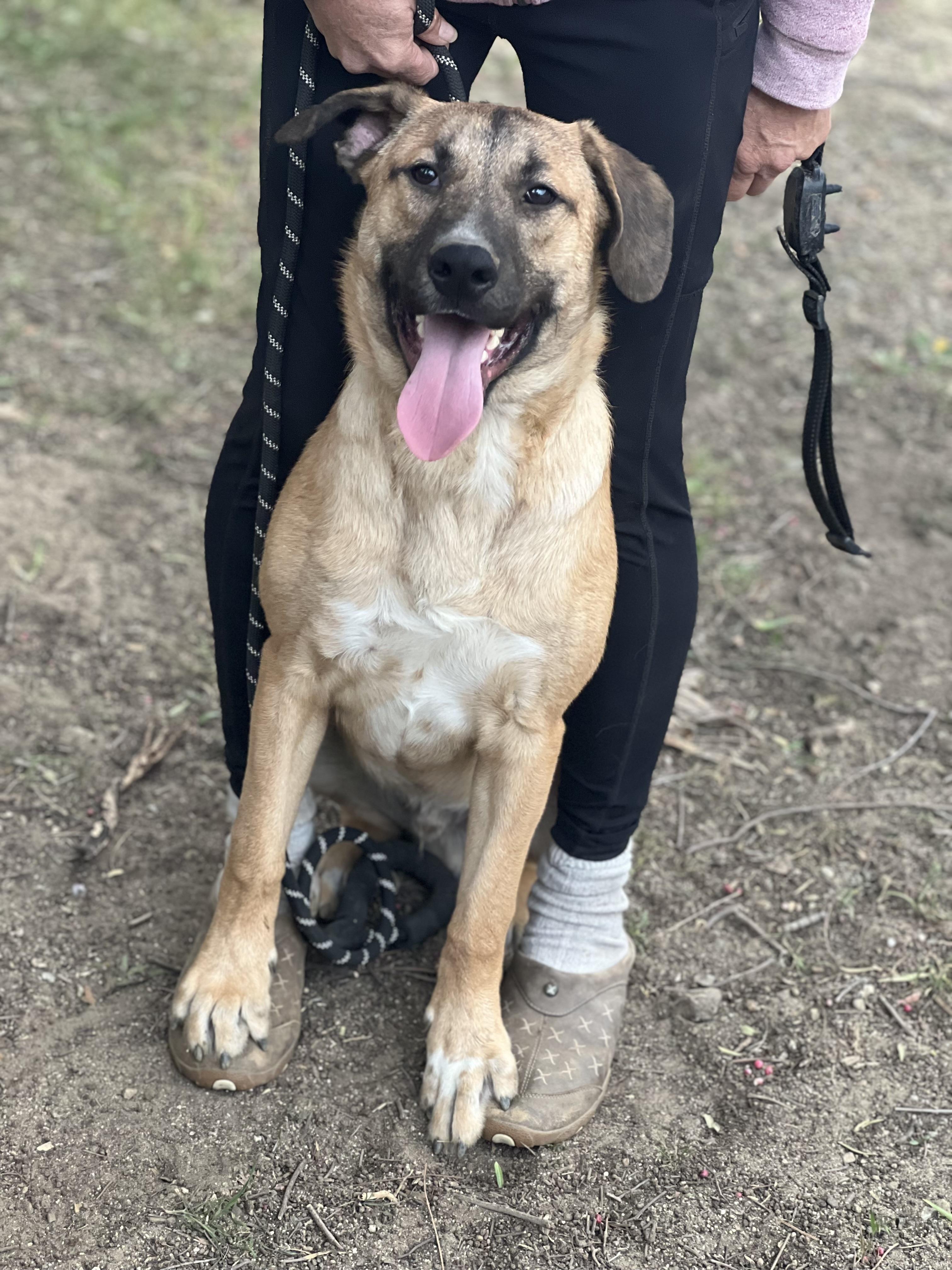 Rex~ floppy ears and ready for fun, a Adoptable mixed breed in Irvine, CA image 3/5