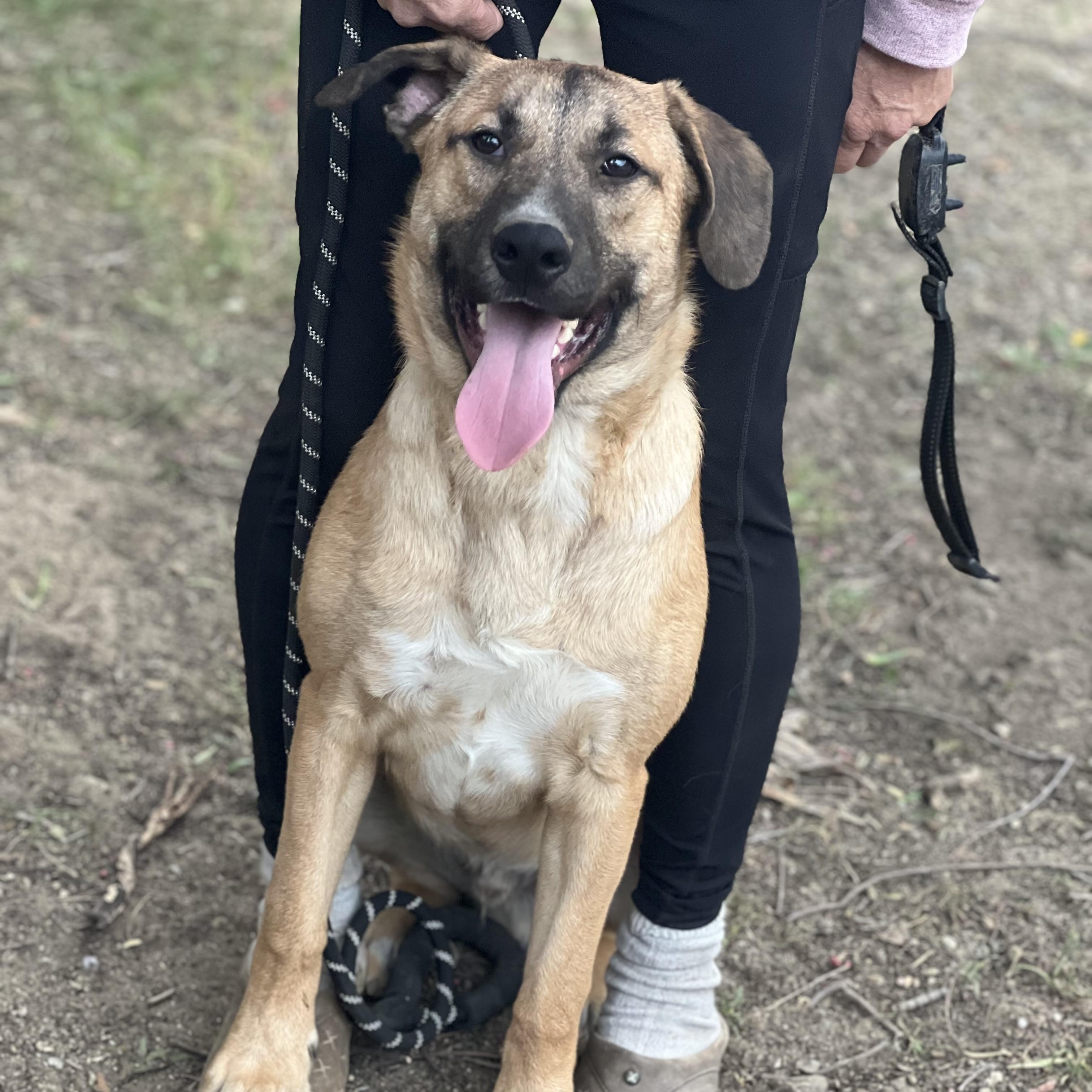 Enlarge Rex~ floppy ears and ready for fun, a Adoptable mixed breed in Irvine, CA image 3/5
