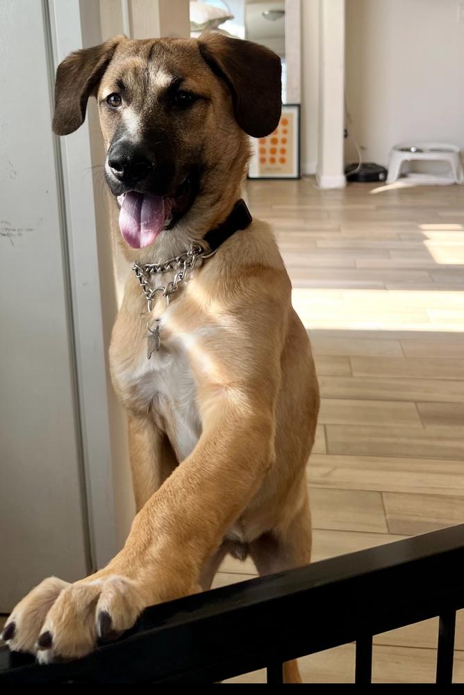 Rex~ floppy ears and ready for fun, a Adoptable mixed breed in Irvine, CA image 4/5