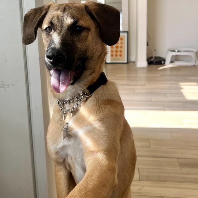 Enlarge Rex~ floppy ears and ready for fun, a Adoptable mixed breed in Irvine, CA image 4/5