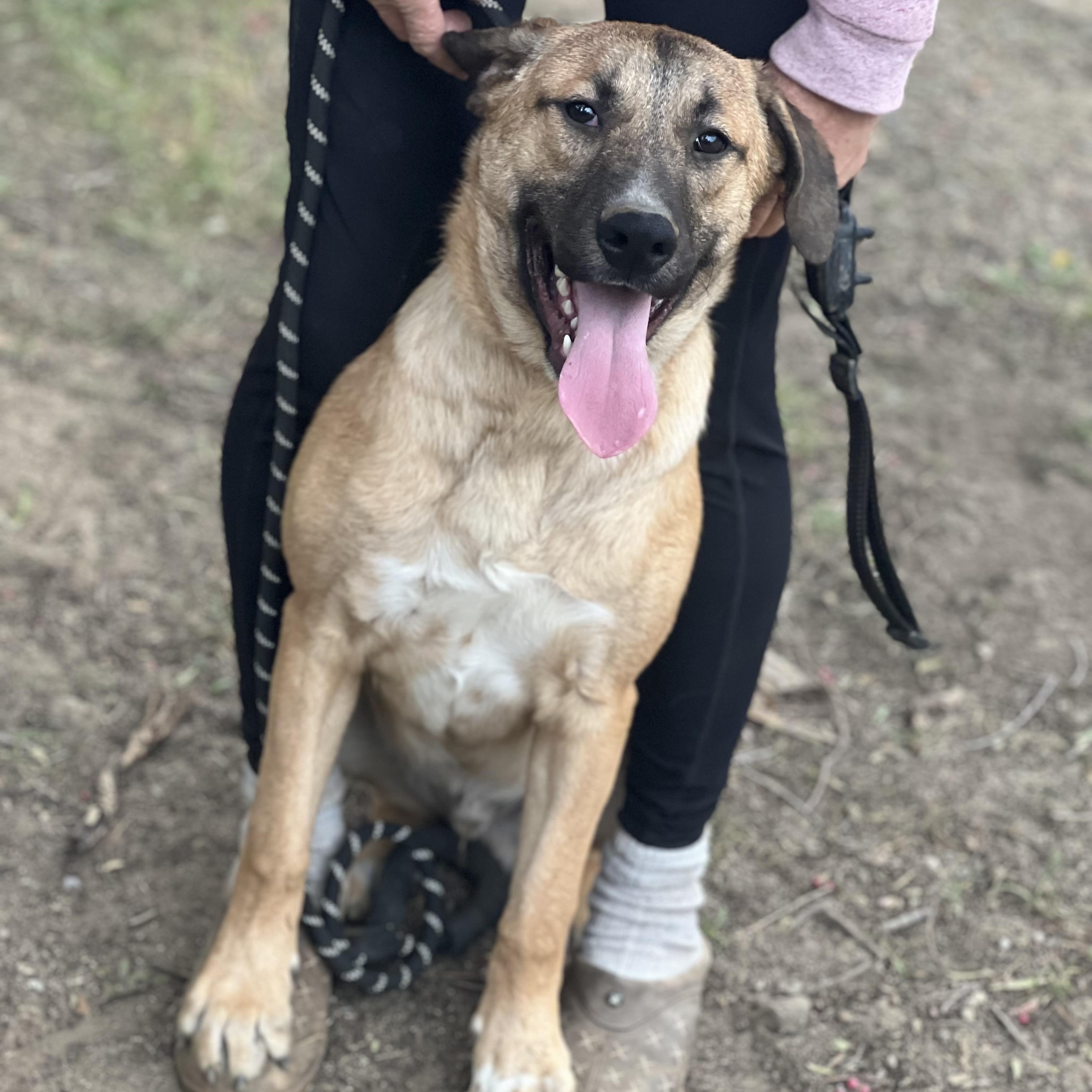 Enlarge Rex~ floppy ears and ready for fun, a Adoptable mixed breed in Irvine, CA image 5/5
