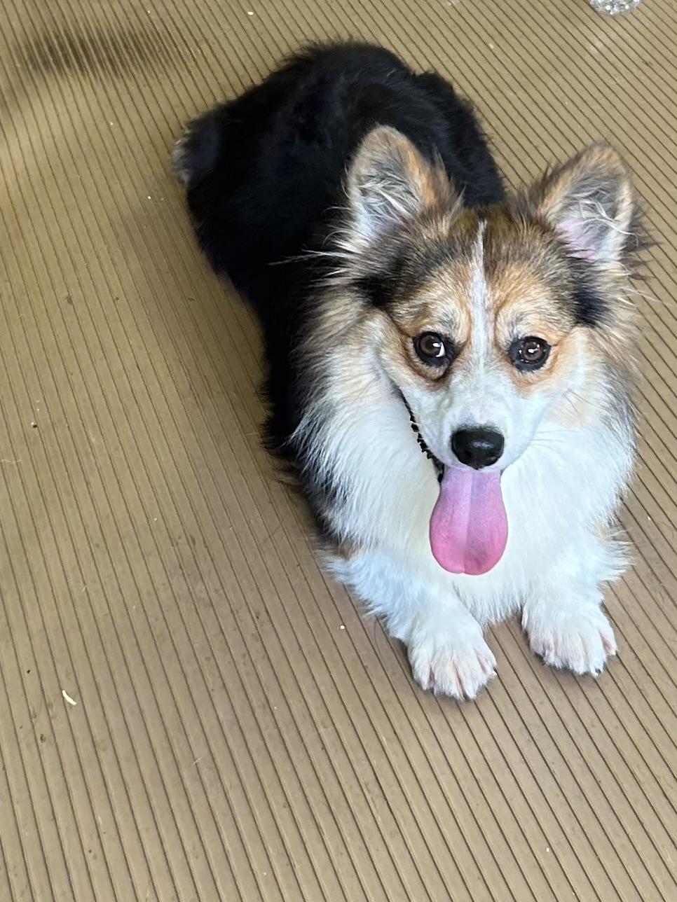 Enlarge GUS, a Adoptable Corgi in Elyria, OH image 5/6