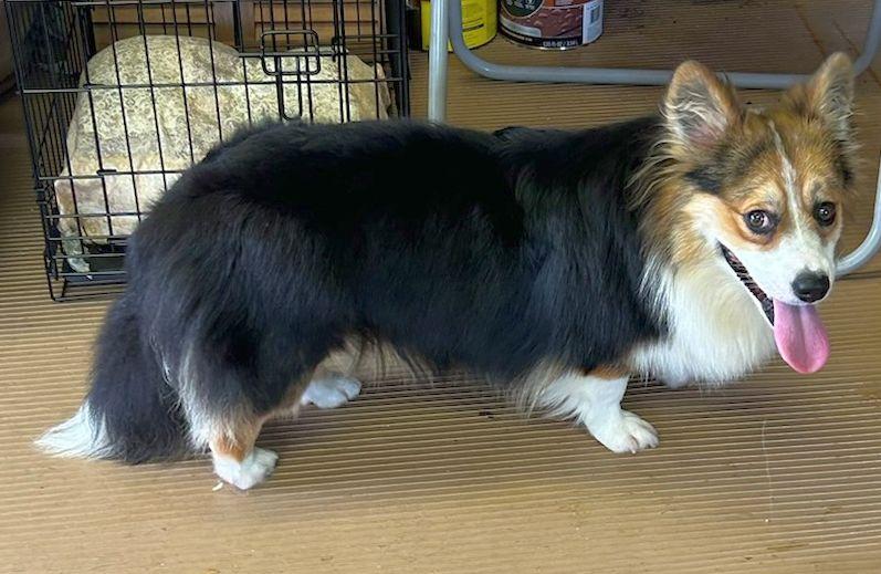 Enlarge GUS, a Adoptable Corgi in Elyria, OH image 6/6