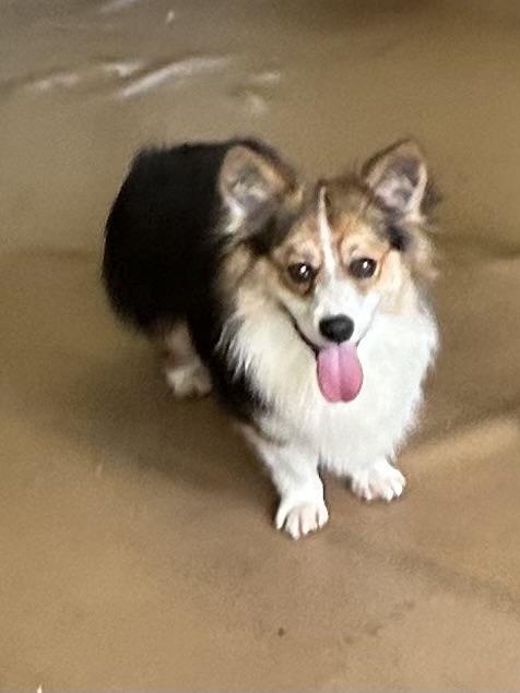 GUS, Adoptable, Adult Male Corgi.